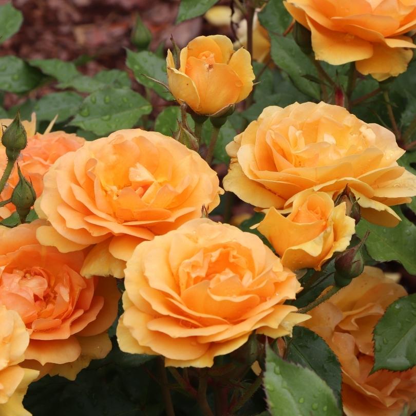 Gros plan sur des roses orange à feuilles vertes dans un jardin