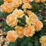 Un bouquet de roses orange clair avec des feuilles vertes en arrière-plan