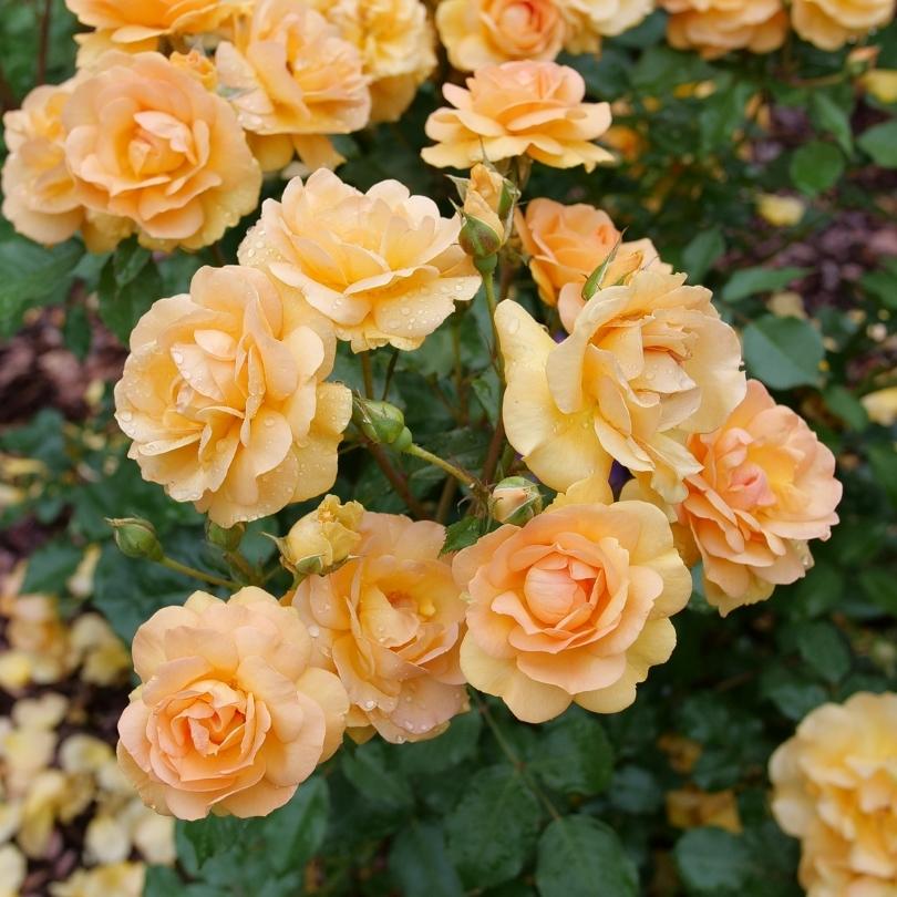 Un bouquet de roses orange clair avec des feuilles vertes en arrière-plan