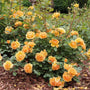 Les fleurs orange crémeuses de la rose Ginger évoquent un jardin