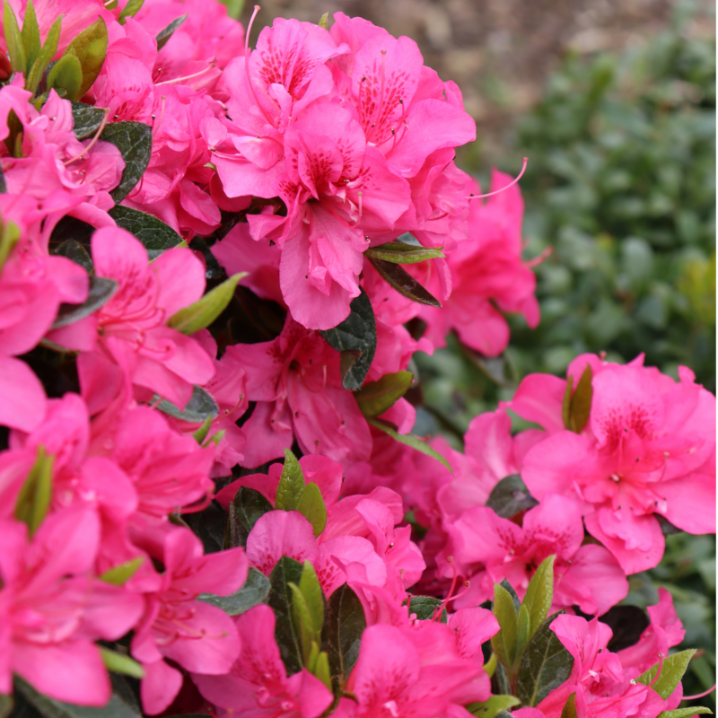 Perfecto Mundo® Double Dark Pink Reblooming Azalea in bloom. 