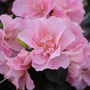 Perfecto Mundo Double Pink Reblooming Azalea bloom up close. 
