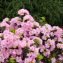 Perfecto Mundo Double Pink Reblooming Azalea in the landscape. 