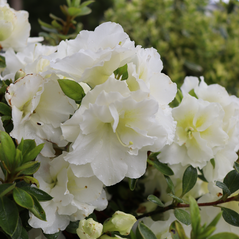 Perfecto Mundo® Double White Reblooming Azalea has incredible white flowers