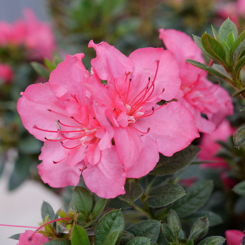 L'azalée Perfecto Mundo® Epic Coral™ possède des fleurs corail éclatantes et un feuillage vert foncé.