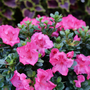Azalée remontante Perfecto Mundo Epic Pink™ : fleurs et feuillage. 