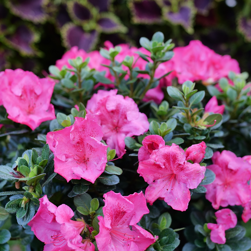 Azalée remontante Perfecto Mundo Epic Pink™ : fleurs et feuillage. 