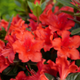 Close-up of flowers on Perfecto Mundo Orange Reblooming Azalea.