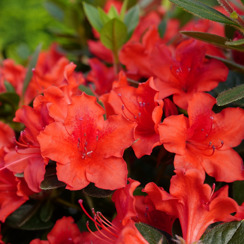 Close-up of flowers on Perfecto Mundo Orange Reblooming Azalea.