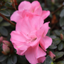Gros plan sur les fleurs de l'azalée remontante Perfecto Mundo Pink Carpet. 