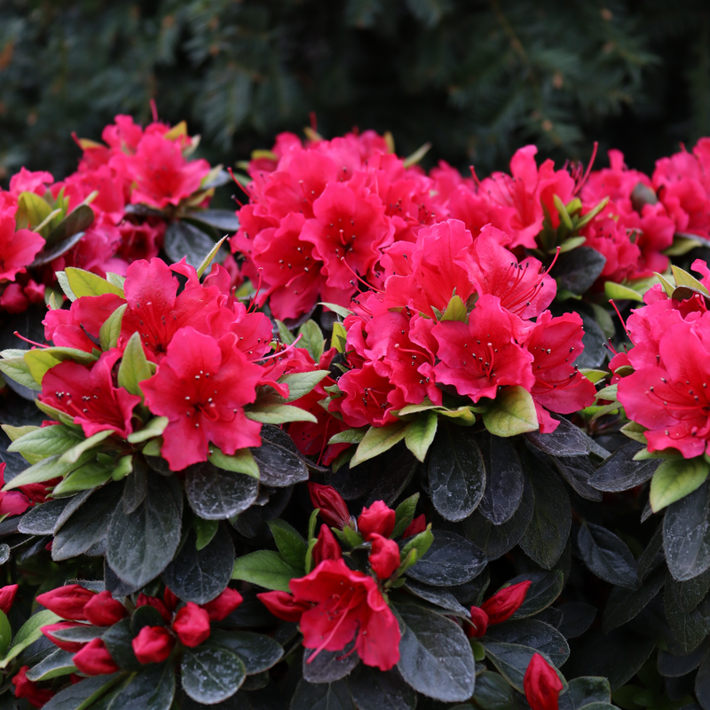Bright red blooms on Perfecto Mundo Red Reblooming Azalea. 
