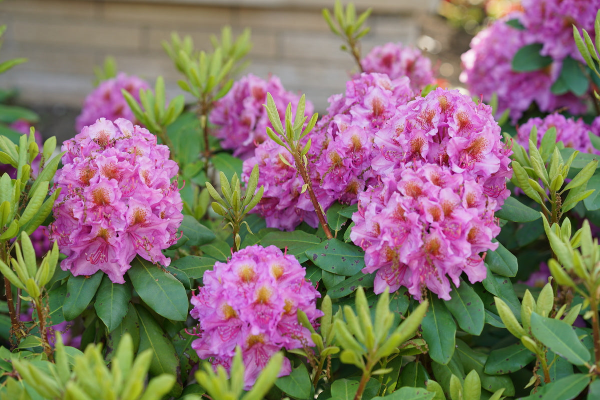 Dandy Man Purple Rhododendron blooms in spring with large purple clusters of flowers.