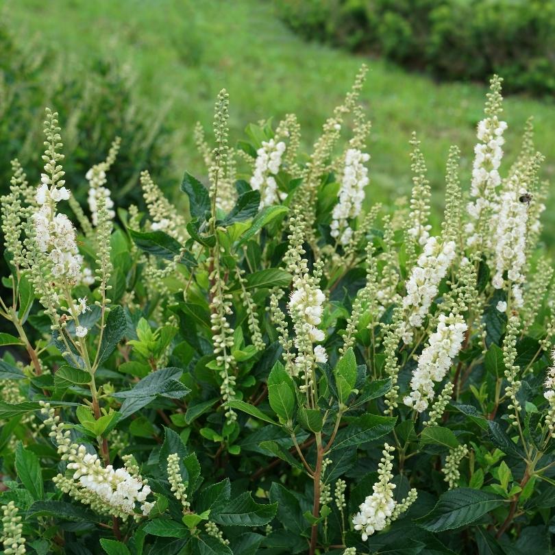 Liatris à fleurs blanches Ripple Effect™ avec feuilles vertes dans un cadre naturel