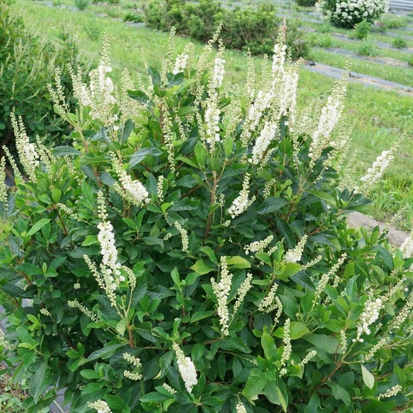 Effet Ripple™ : feuillage vert du sumac d'été avec des fleurs blanches dans un cadre naturel