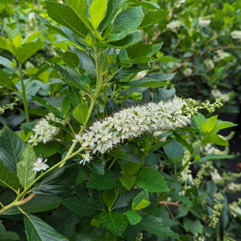 Fleurs blanches sur une plante verte avec un arrière-plan flou