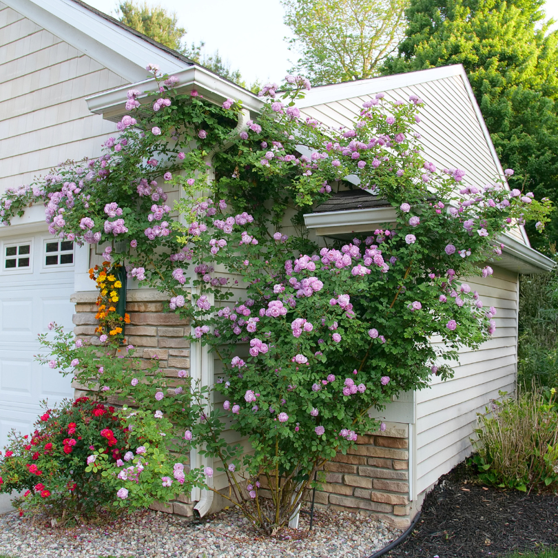 Beautiful pink rose flowers climbing on the side of a house