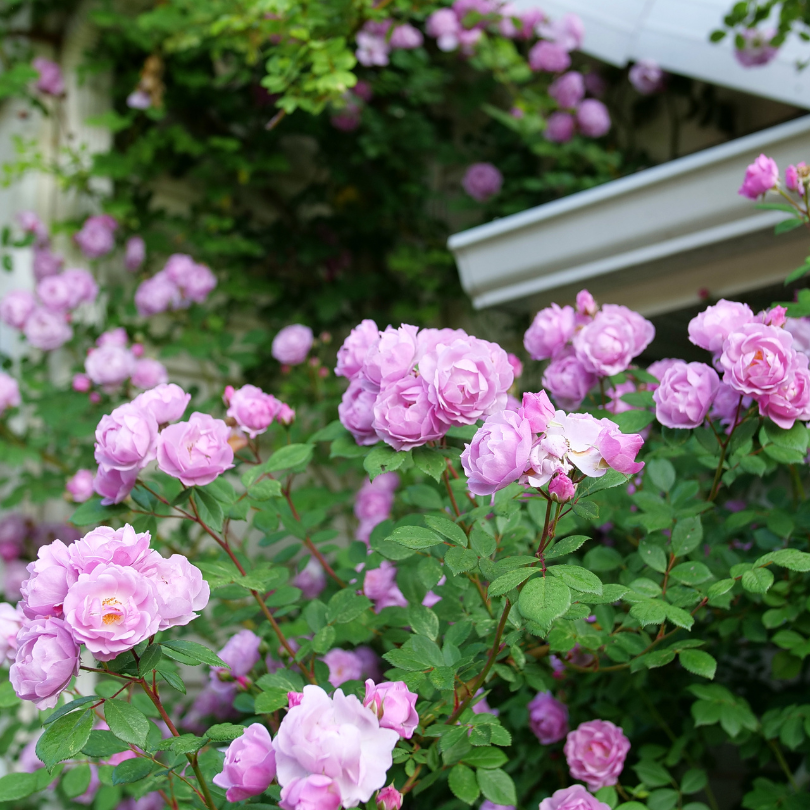 Pink rose flowers climbing along the side of a house