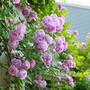 Romantic pink rose flowers on the side of a house