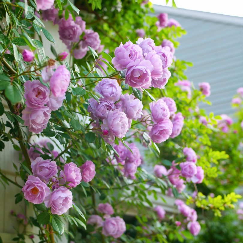 Romantic pink rose flowers on the side of a house