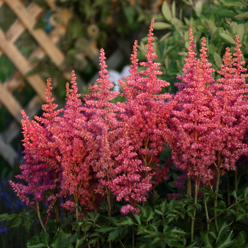 Gros plan sur les fleurs rose vif de l'astilbe Rise and Shine.