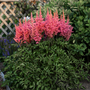 Les fleurs rose vif de l'astilbe « Rise and Shine » surplombent un feuillage vert foncé dans un jardin ombragé.
