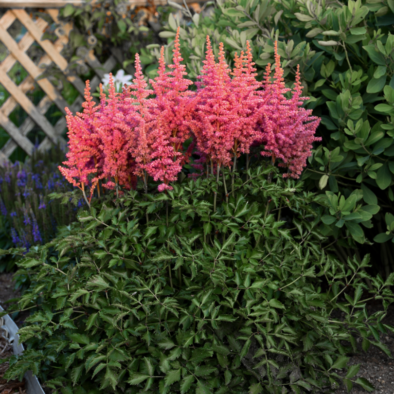 Les fleurs rose vif de l'astilbe « Rise and Shine » surplombent un feuillage vert foncé dans un jardin ombragé.