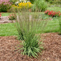Moor grass plant in a garden setting with flowers in the background