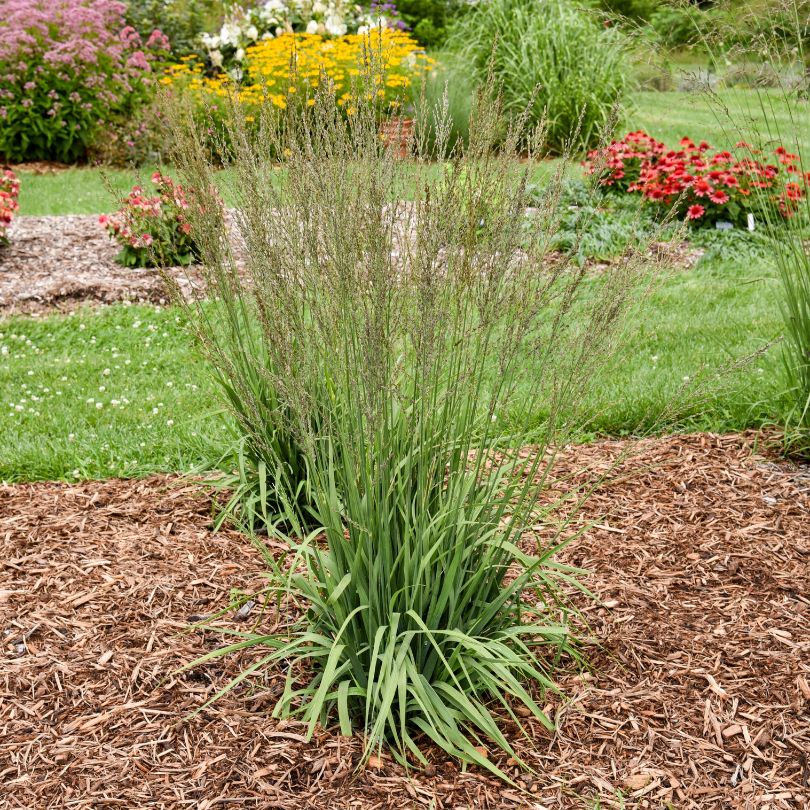 Moor grass plant in a garden setting with flowers in the background