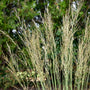 Tall grass with seed heads against a blurred green background