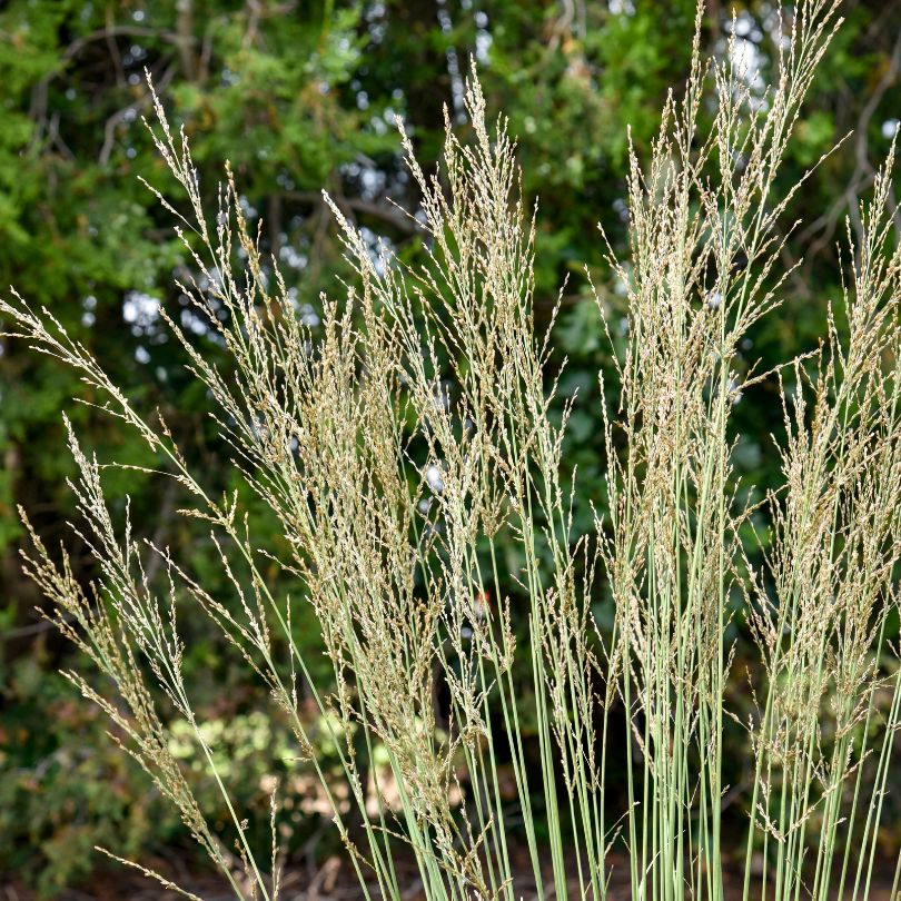 Tall grass with seed heads against a blurred green background
