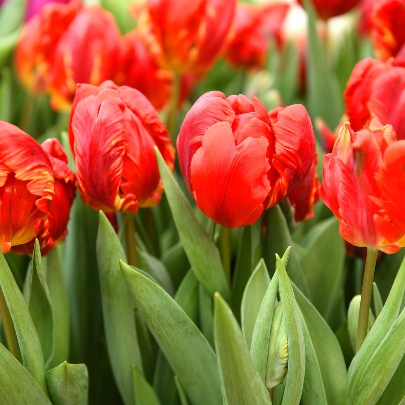 Gros plan sur plusieurs tulipes perroquet « Rococo Double », mettant en valeur leurs fleurs rouge vif et leur feuillage vert.