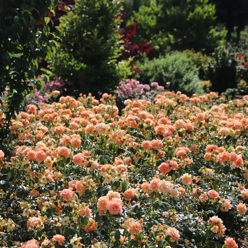 A row of At Last Rose in the garden.