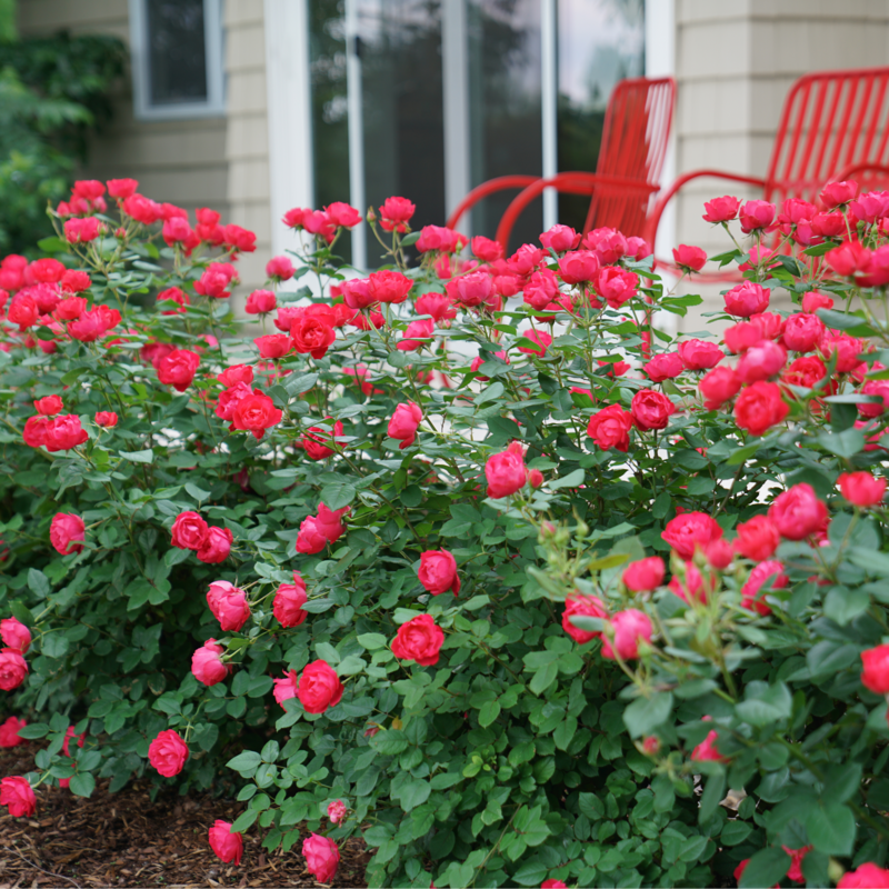 Oso Easy Double Red® Rose