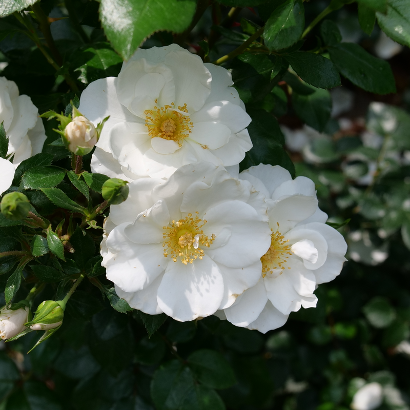 La rose Oso Easy Ice Bay fleurit pendant plus de 5 mois avec des fleurs blanches.