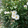 La rose Oso Easy Ice Bay fleurit pendant plus de 5 mois avec des fleurs blanches.