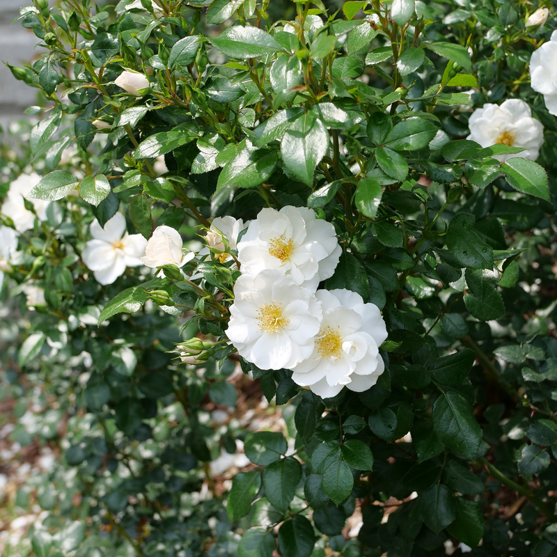 La rose Oso Easy Ice Bay fleurit pendant plus de 5 mois avec des fleurs blanches.