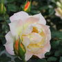Close-up of Oso Easy Italian Ice Rose bloom and buds. 