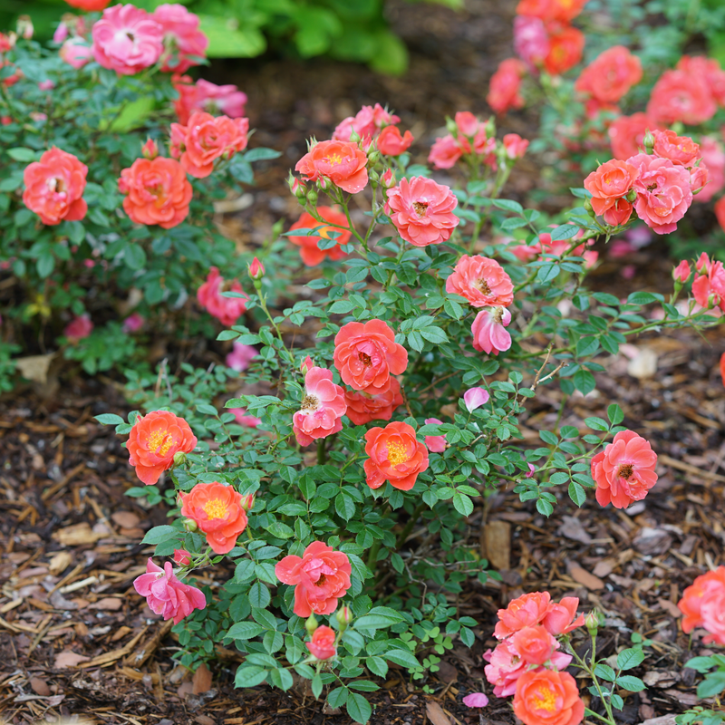 Oso Easy® Mango Salsa Rose has orange pink blooms 