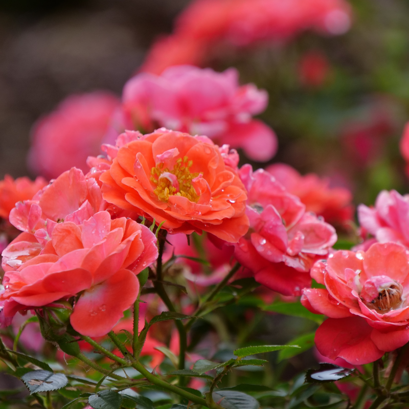 Oso Easy® Mango Salsa Rose is low maintenance and a great addition to any size landscape. 
