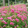 Oso Easy Peasy® Rose has bountiful vivid pink blooms appearing in clusters continuously until frost.