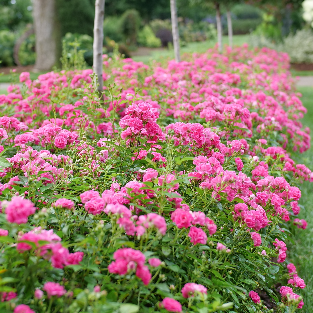 Oso Easy Peasy® Rose has bountiful vivid pink blooms appearing in clusters continuously until frost.