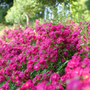 Oso Easy Peasy® Rose has hundreds and hundreds of bright pink blooms for months every year.