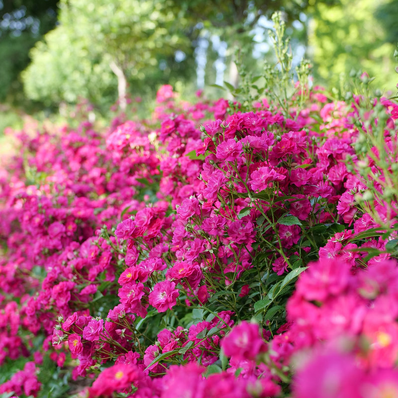 Oso Easy Peasy® Rose has hundreds and hundreds of bright pink blooms for months every year.