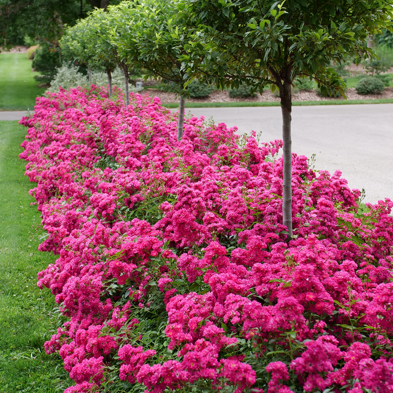 Oso Easy Peasy rose makes an excellent hedge of flowers.