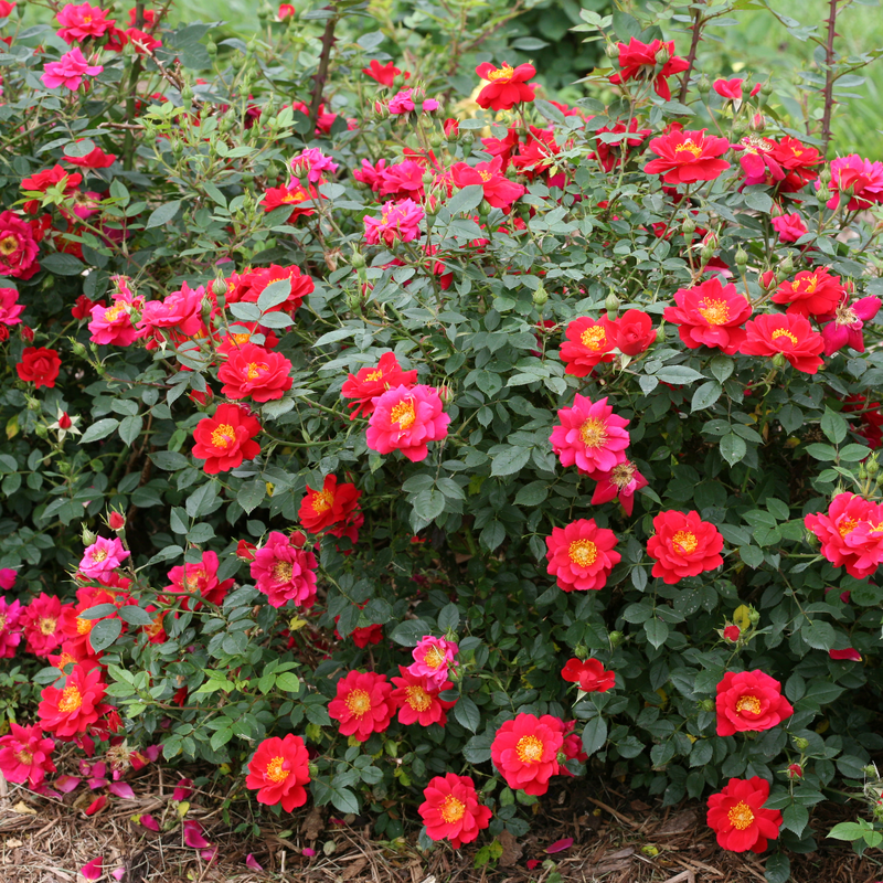 Oso Easy Urban Legend® Rose each flower has an intricate center of yellow stamens that adds eye-appealing contrast.