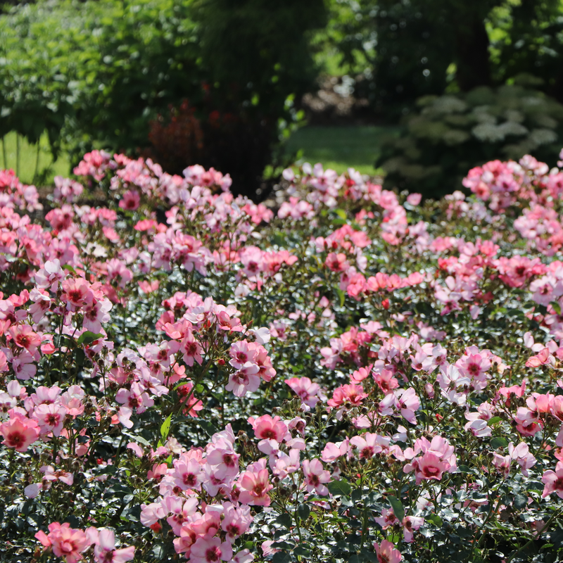 Ringo All-Star™ Rose