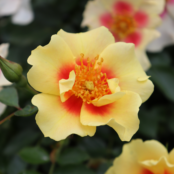 RosaRingoIMG_1752-800x800-