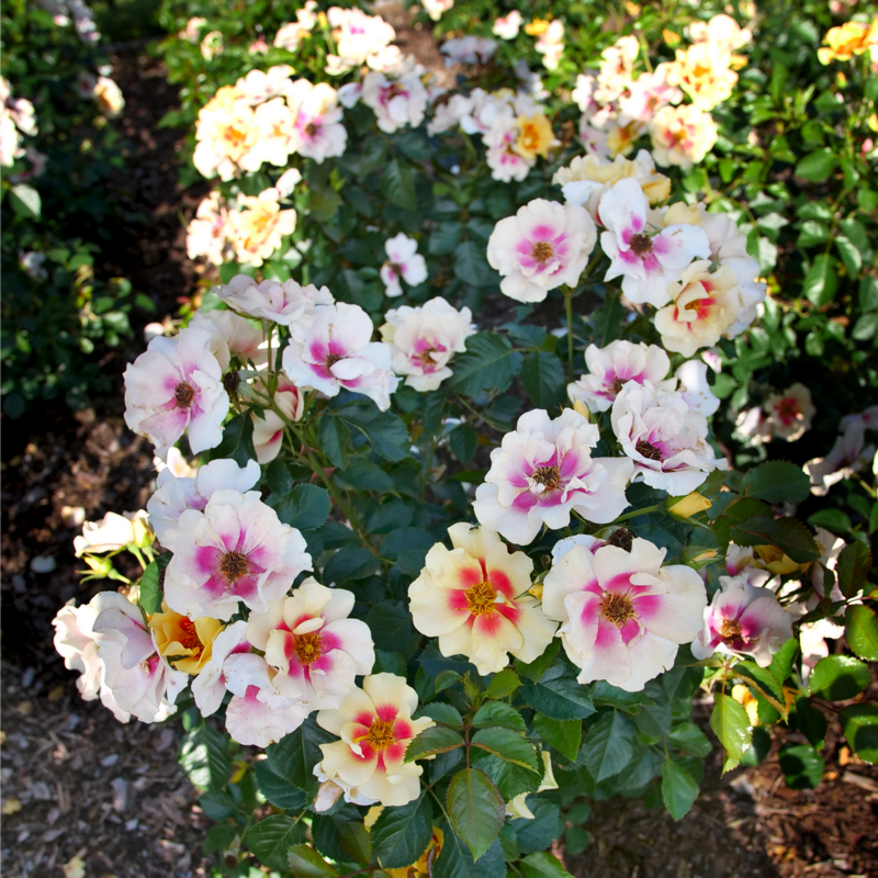 La rose Ringo® fleurit dans le paysage. 