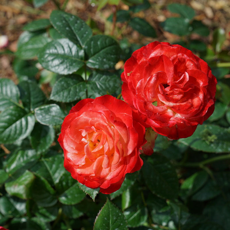 Proven Winners Oso Easy En Fuego Rose