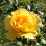 Close up image of bright yellow rose petals